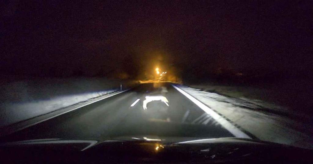 Podívejte se, jak může vypadat reakce řidiče na jihu Moravy při přebíhání lesní zvěře přes silnici.