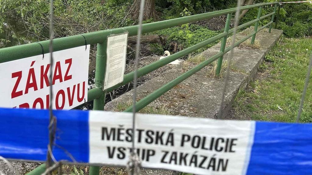 Na místo, u kterého sedí samice na hnízdě, je vstup zakázán.