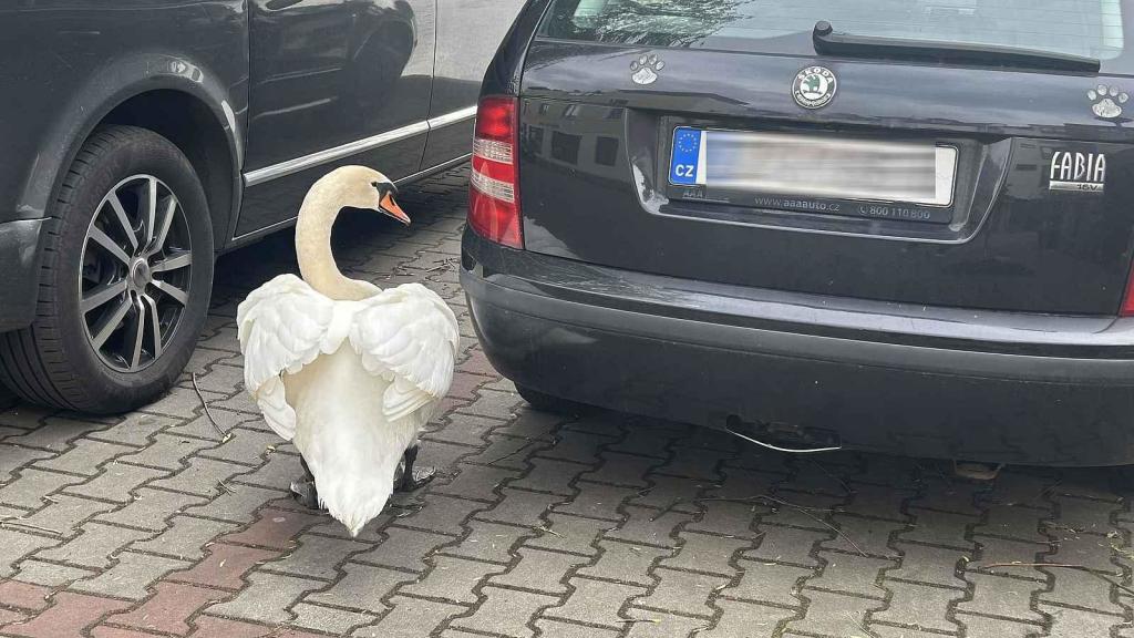Labutí samec vidí v odrazu svého soka.