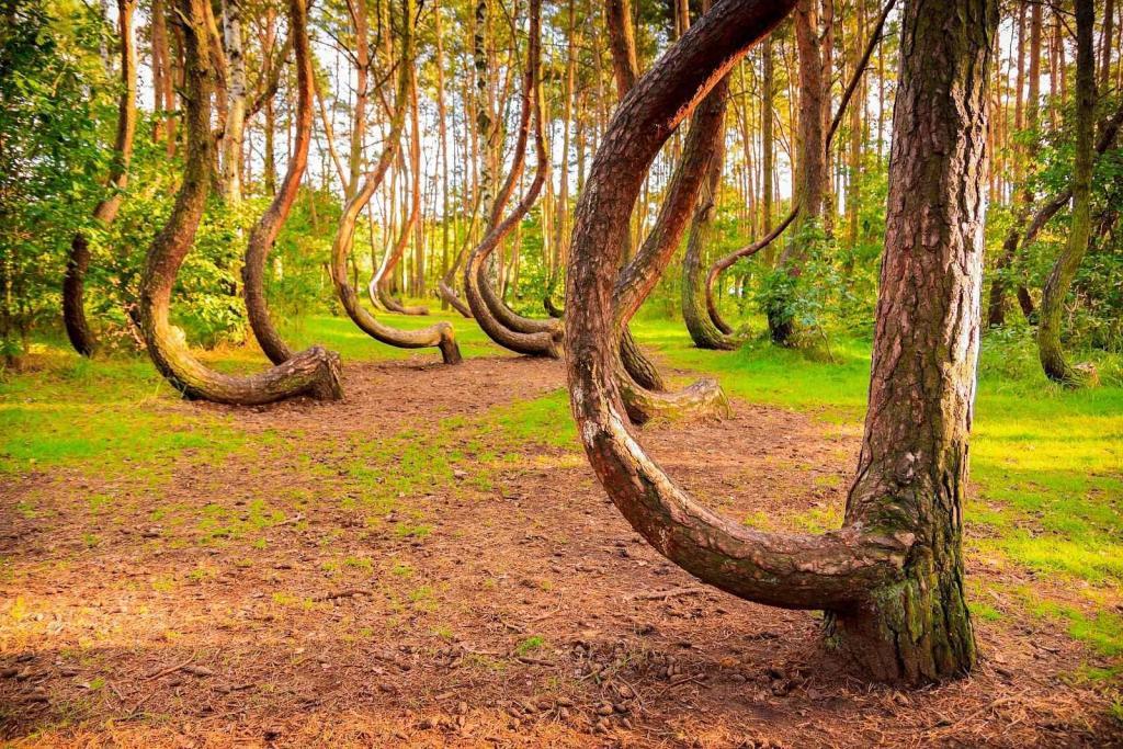 Křivý les v Polsku je vyhledávaným místem turistů