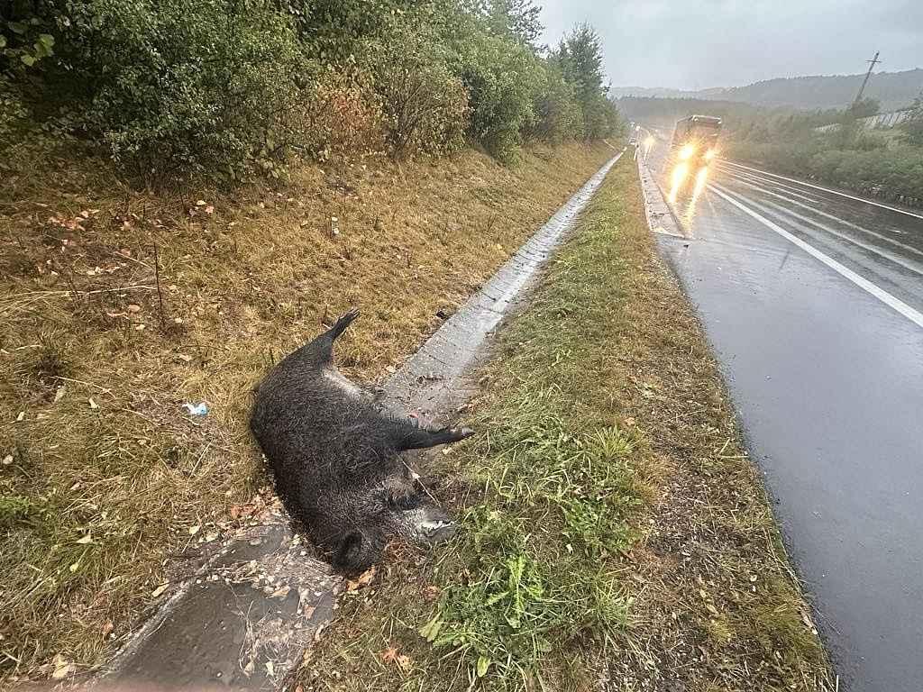 Srážky se zvěří jsou na podzim velmi časté