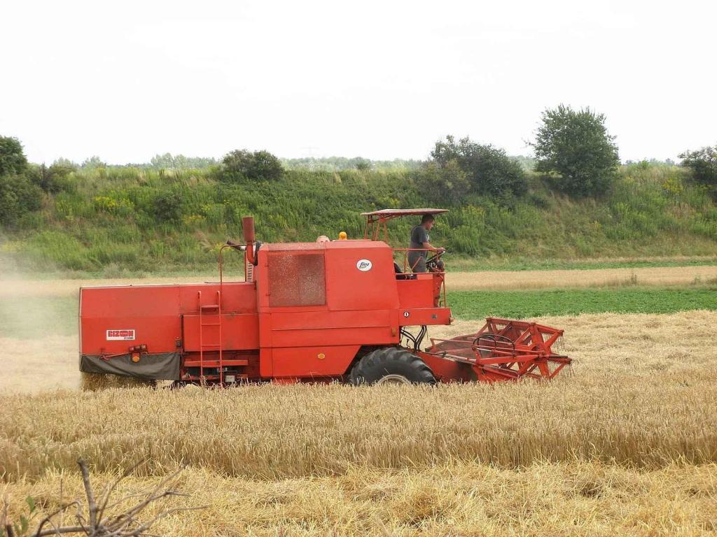 Kombajn Super Bizon Z-056 zachycený při sklizni pšenice.