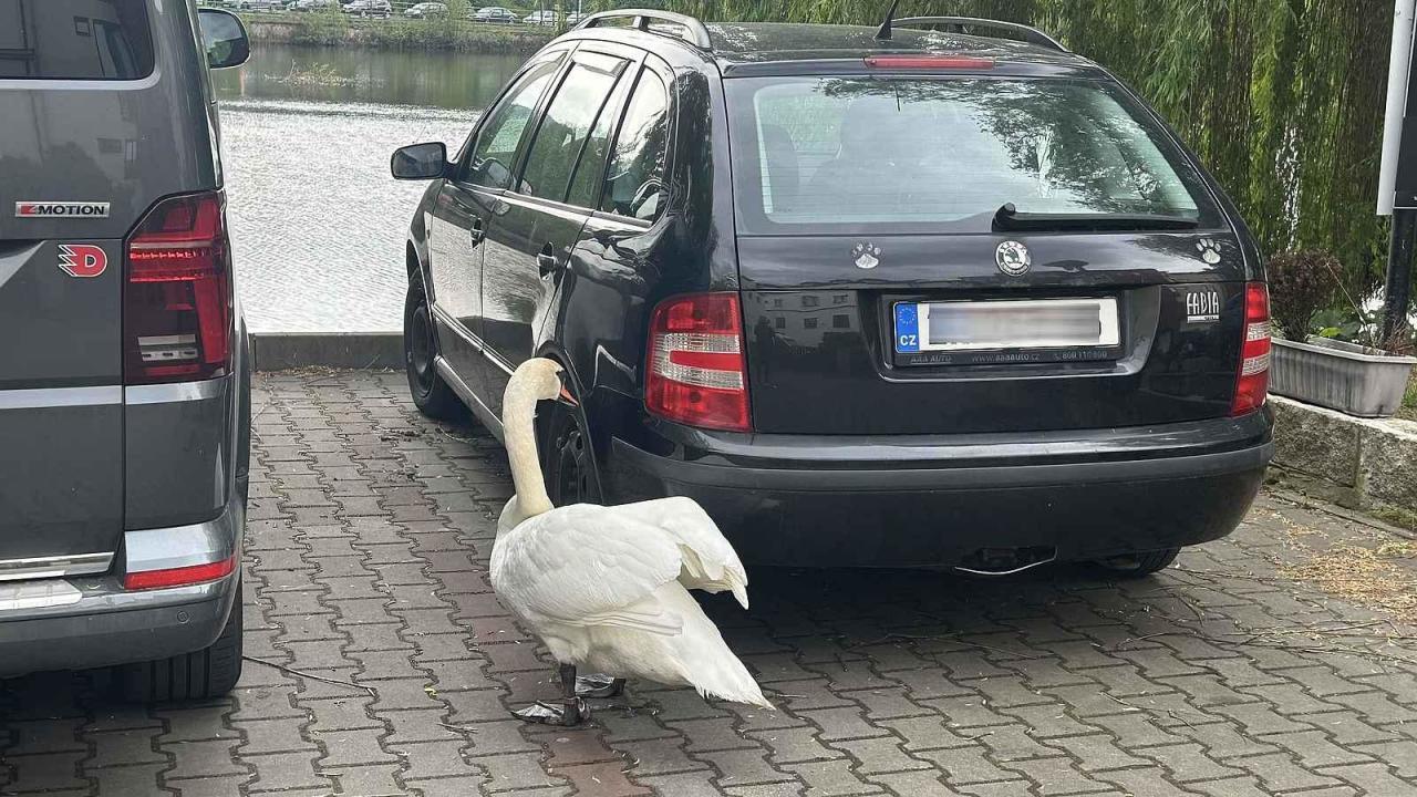 Fotka článku - Tady je labuťákovo: na auta parkující u rybníka v Děčíně utočí labutí samec