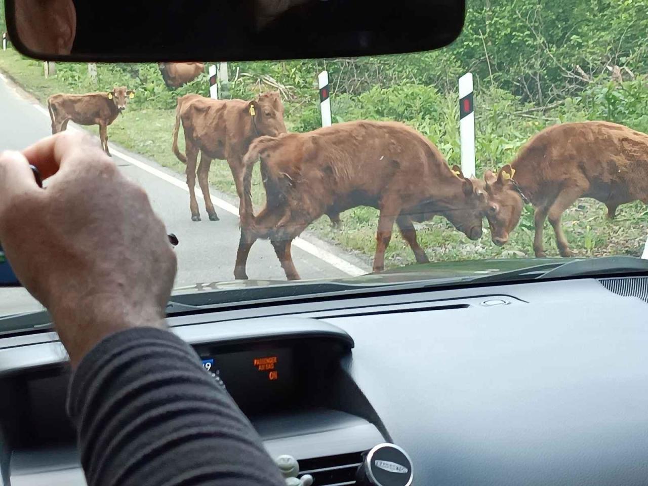 Břetislav Mička, Brno. Tohoto krasavce jsme potkali na starší dovolené v Norsku. (Mladí bejčci zatarasili cestu svým soubojem.)