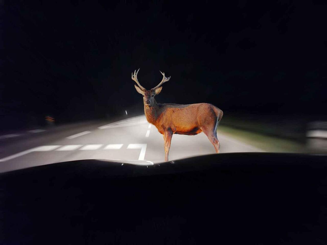 Fotka článku - Střet se zvěří: Jak nové pravidlo rozhoduje o tom, zda vám vyplatí pojistku